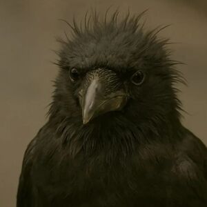 Hi! I'm Crooked Crows... Erin